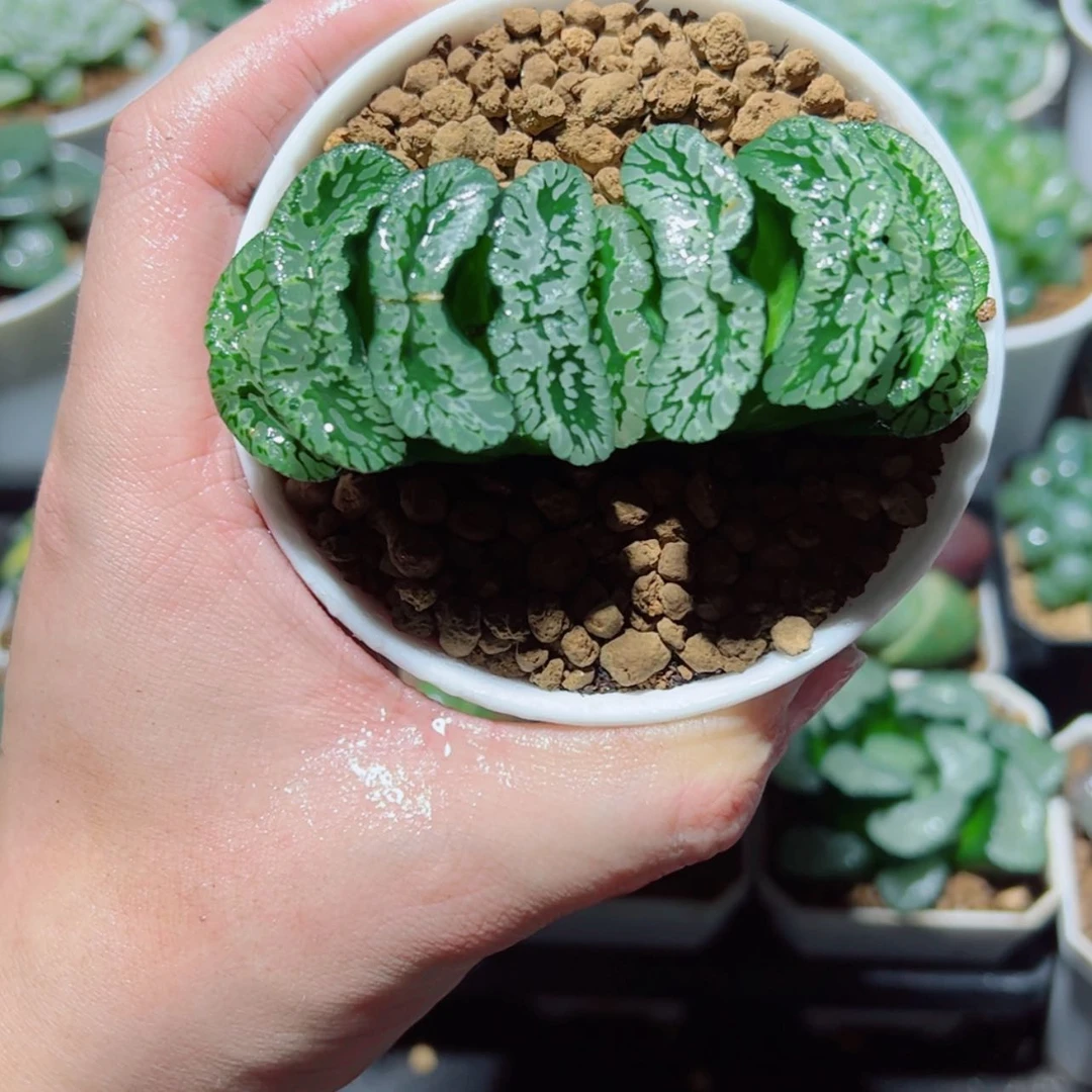 【闪购商品】指定玄武玉扇