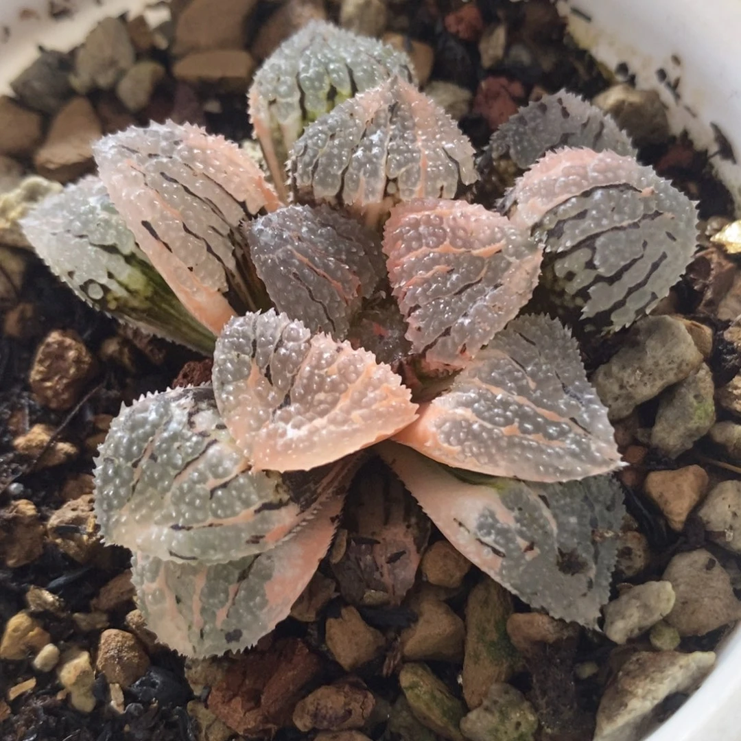 203具味城锦一物一拍