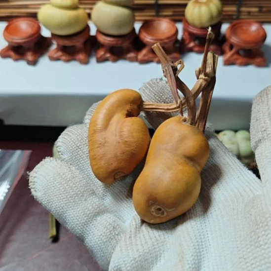 一***.精品土豆葫芦一物一拍