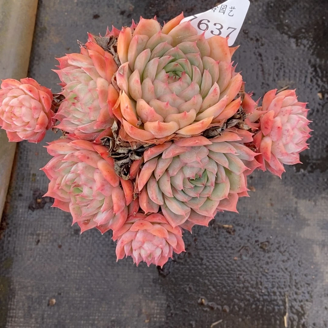 767杂交多肉老桩