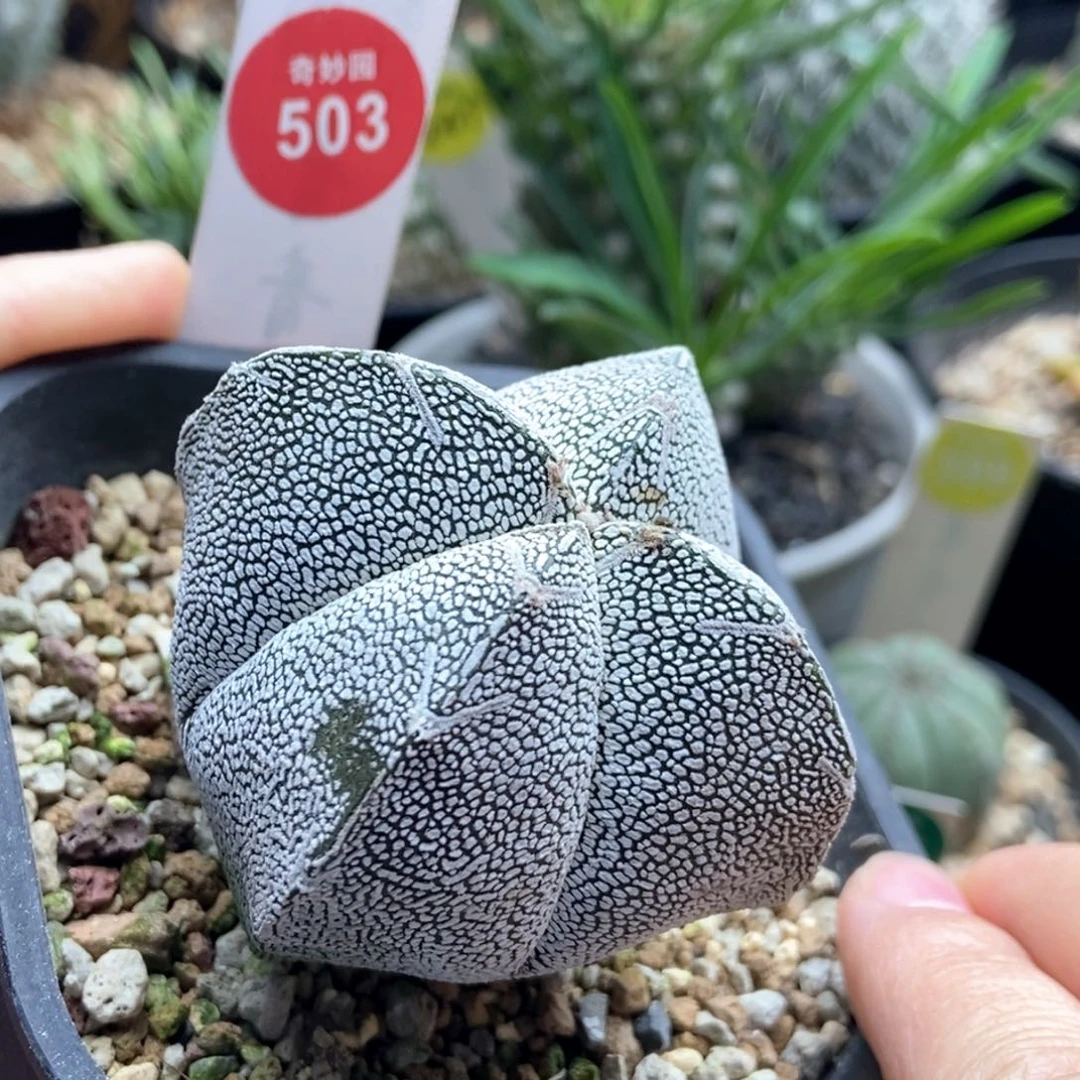 实生四角恩冢5.8cm