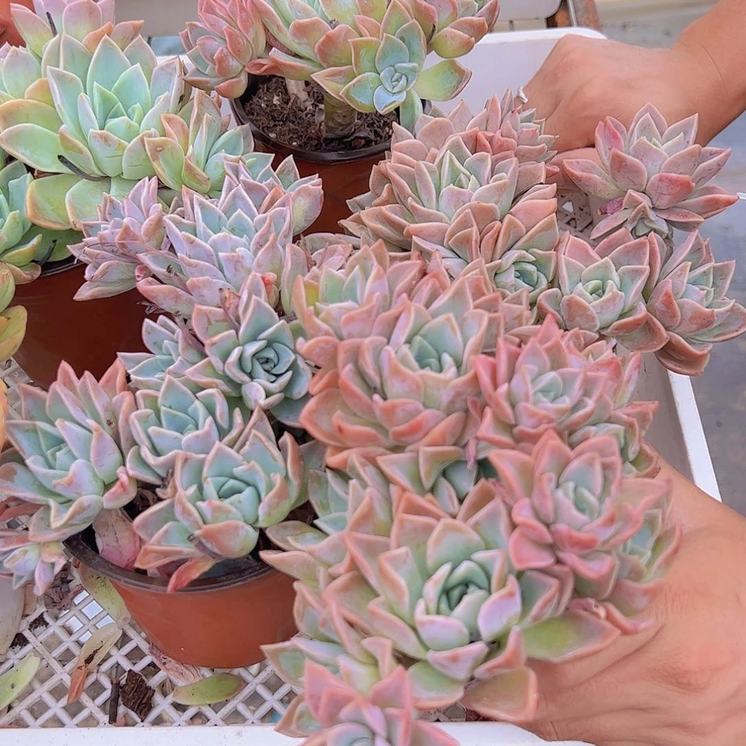 多头群生哈利沃森两盆