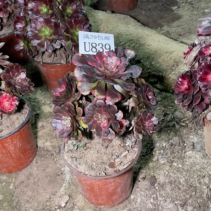 839烟花   多肉植物