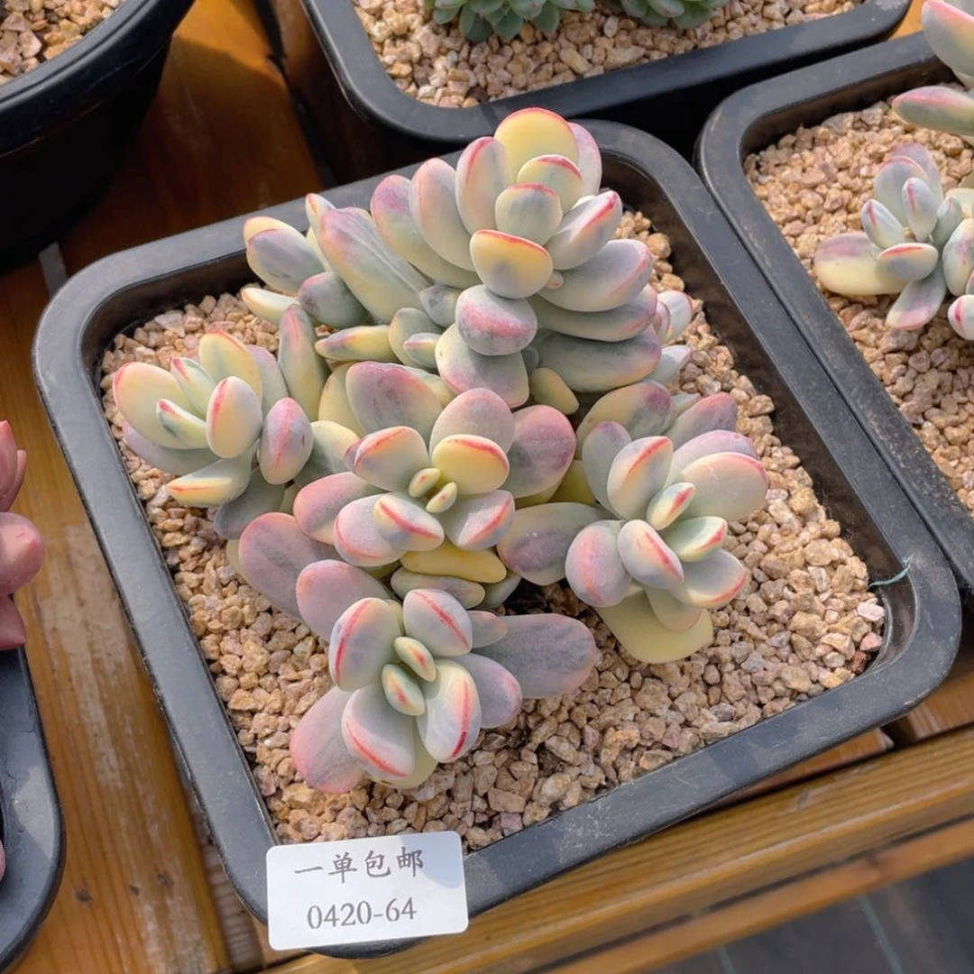 0420-64乒乓福娘锦。。。。