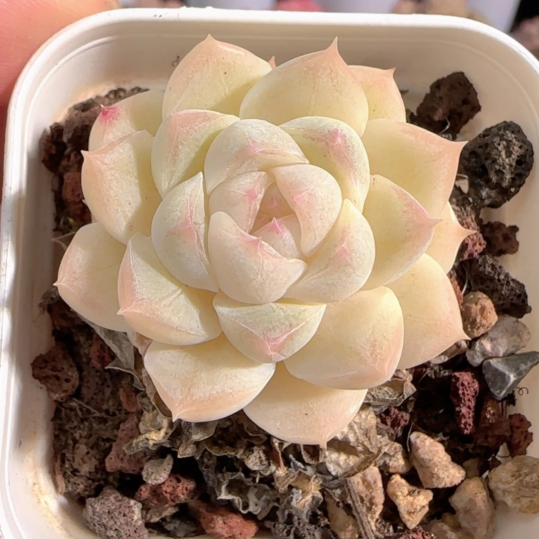 多肉0103-56白桃汽水