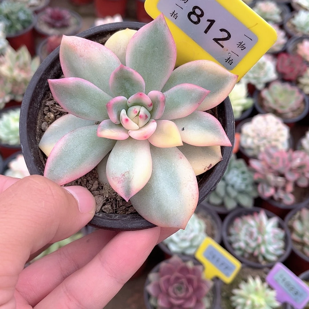 ****。812号多肉植物盆栽