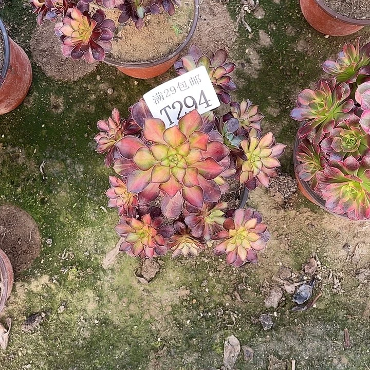 ****蕊294夕阳多肉植物