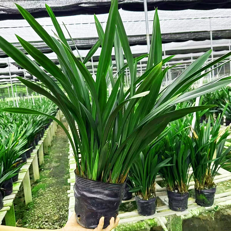 【直播福利】墨兰企黑浓香型兰花盆栽兰苗室内客厅桌面绿植好养活