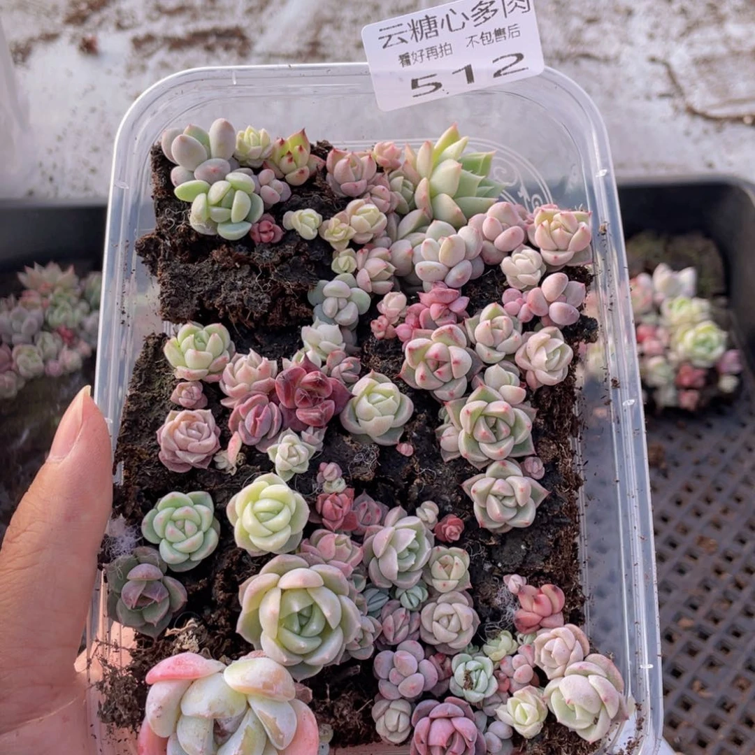 云糖心多肉植物512