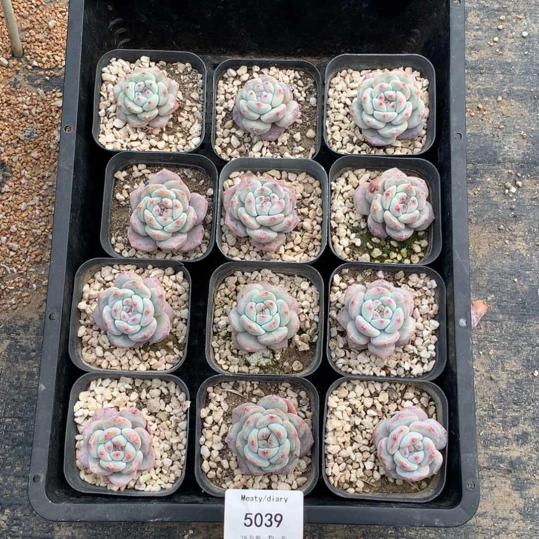 特5039星影小脸单头3到4厘米12颗一组脱土发