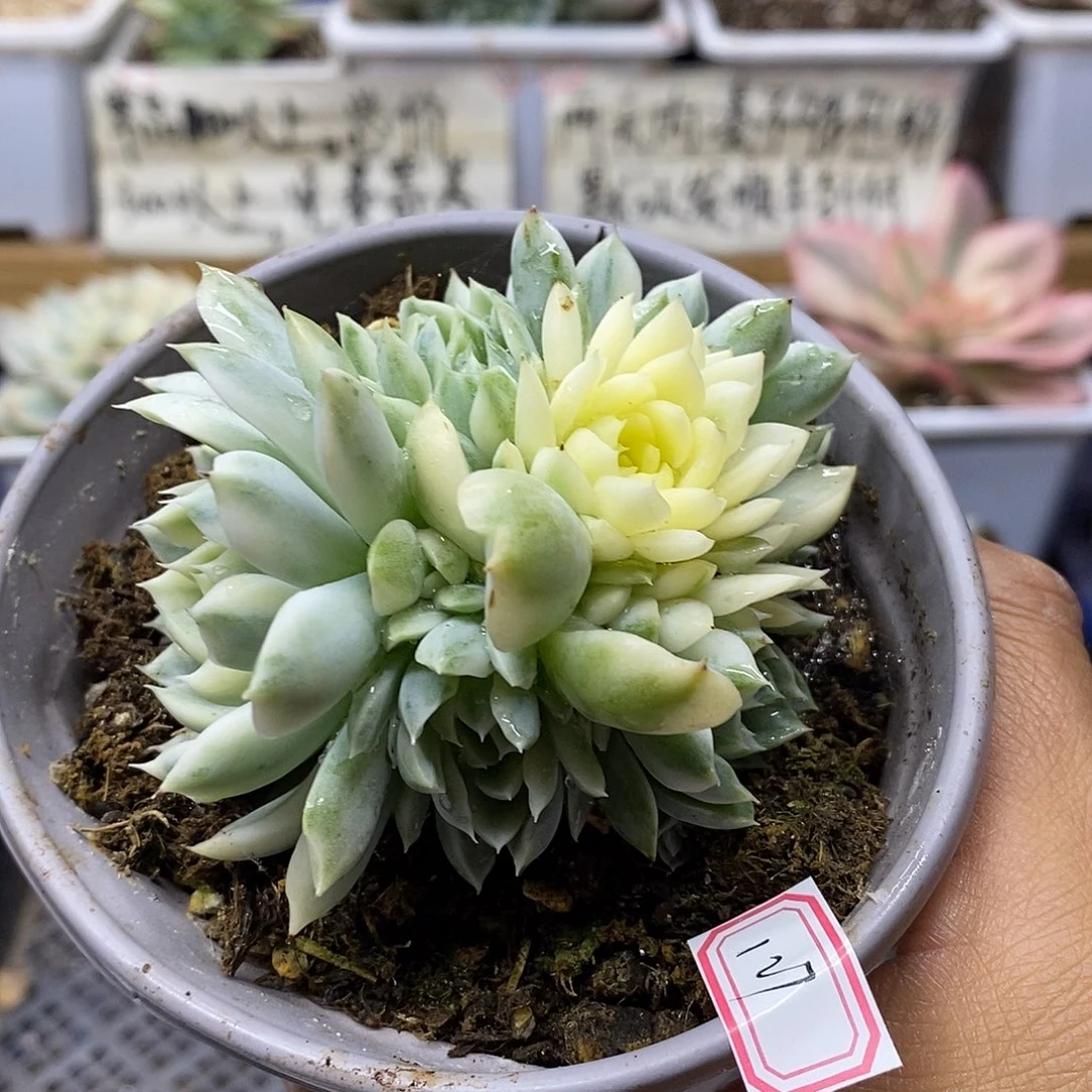 09127 香草月影白覆轮锦群