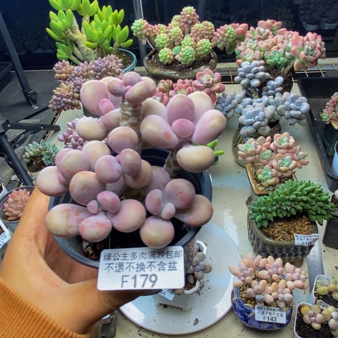 179腰子桃蛋多肉8cm