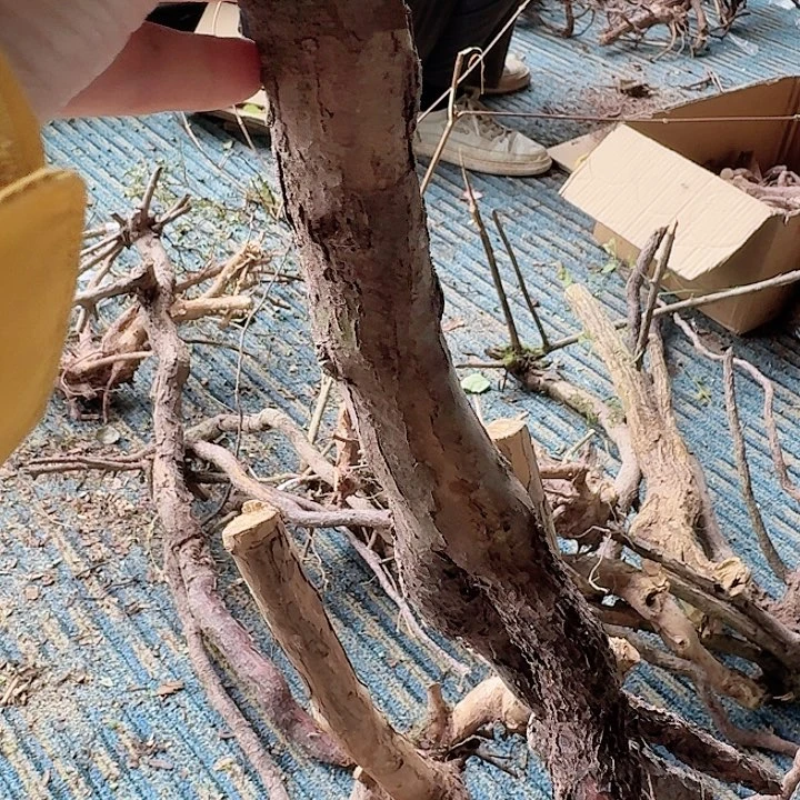欢***生无花朵贵州刺梨一颗