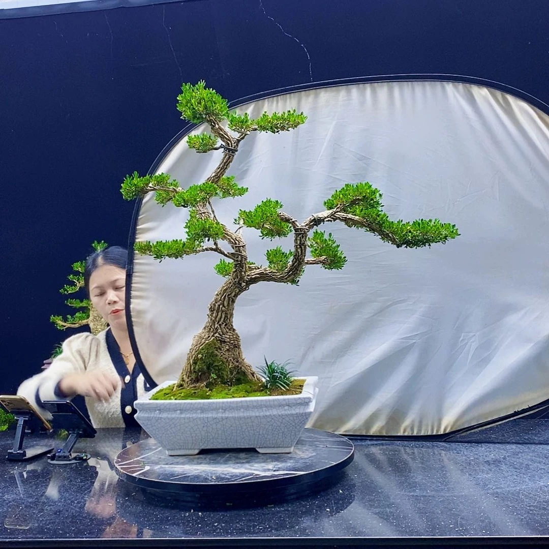 无花朵黄杨盆景造型