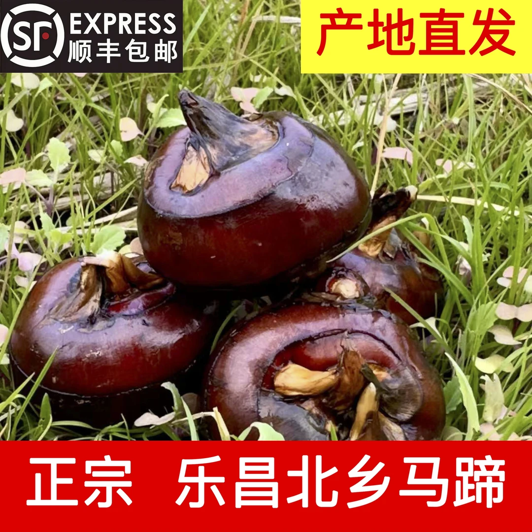 正宗乐昌北乡马蹄无渣纯甜新鲜大果马蹄韶关马蹄水果现挖现发