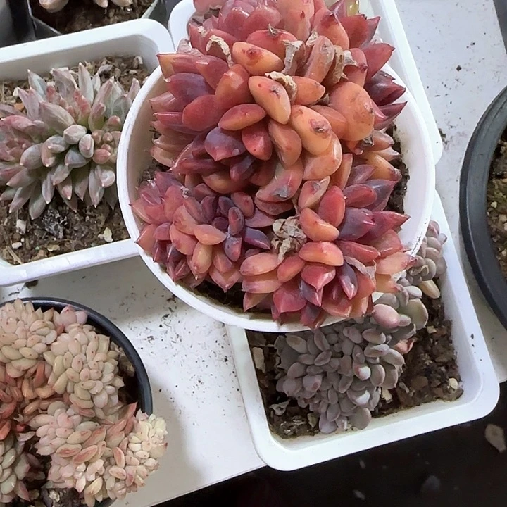 青蛙王子儿童牙膏111