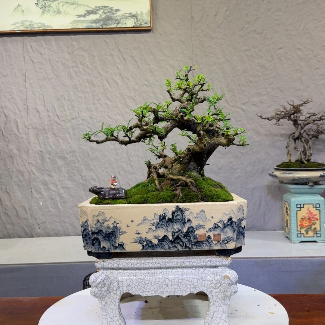 …***…无花朵胡椒木盆景2300