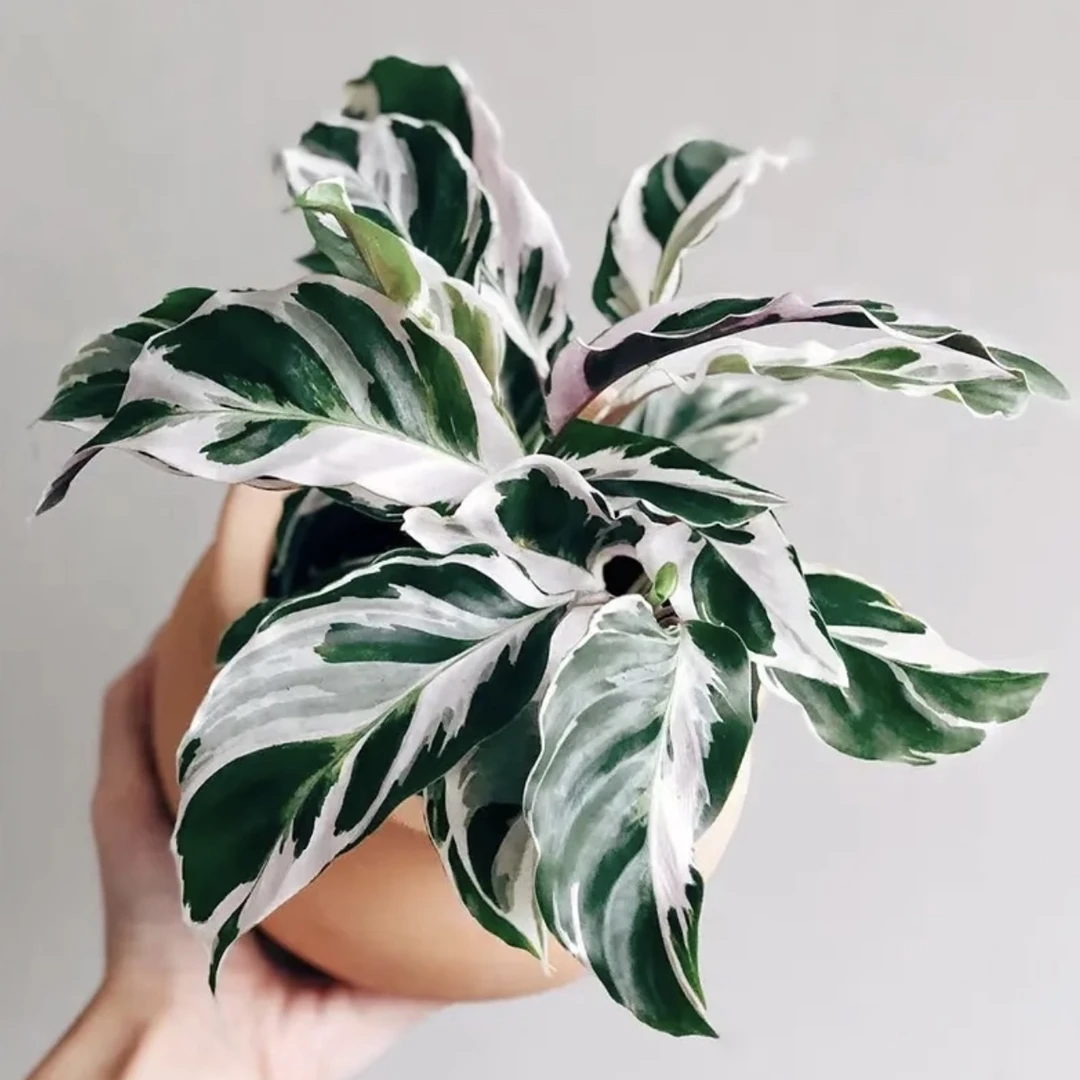 拍一得三！【白油画竹芋】油画质感可水培四季开花好看好养绿植盆栽