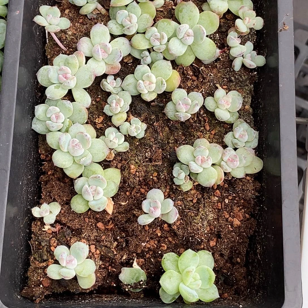 小姐姐叶插一盒多肉植物