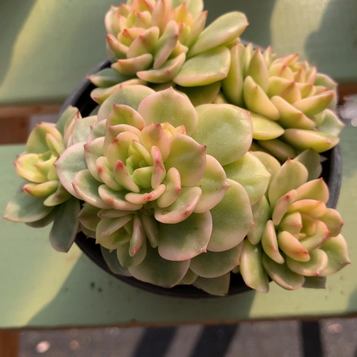 腊牡丹锦锦上园艺一物一拍