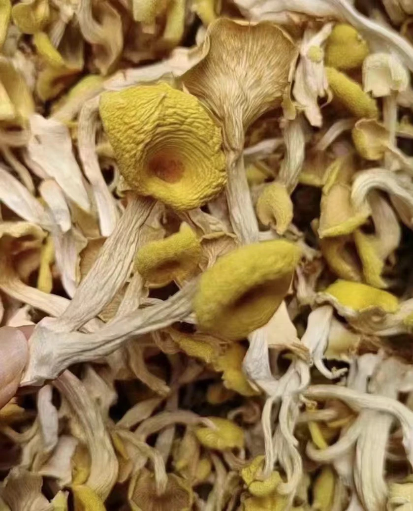 【晓晓土特产】鸡油菌