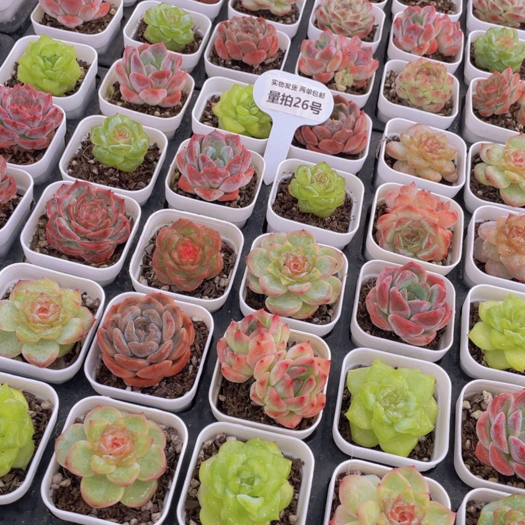 量拍26号 七彩糖心组合6个