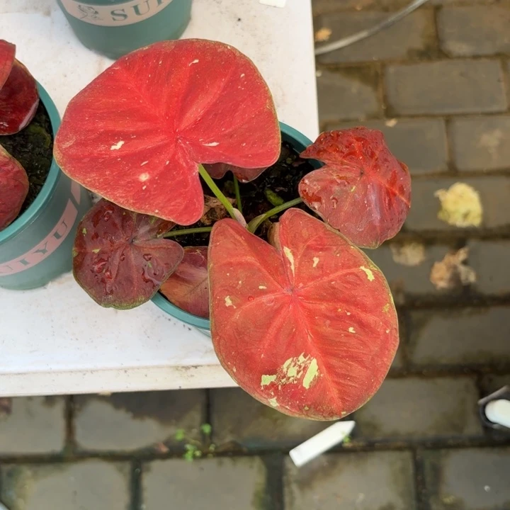 泰国彩叶芋05-0710