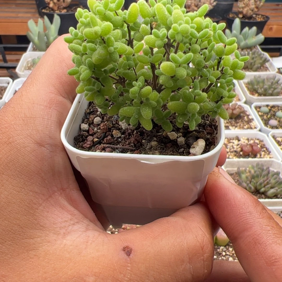 9.13蜜橘糖球多肉植物209