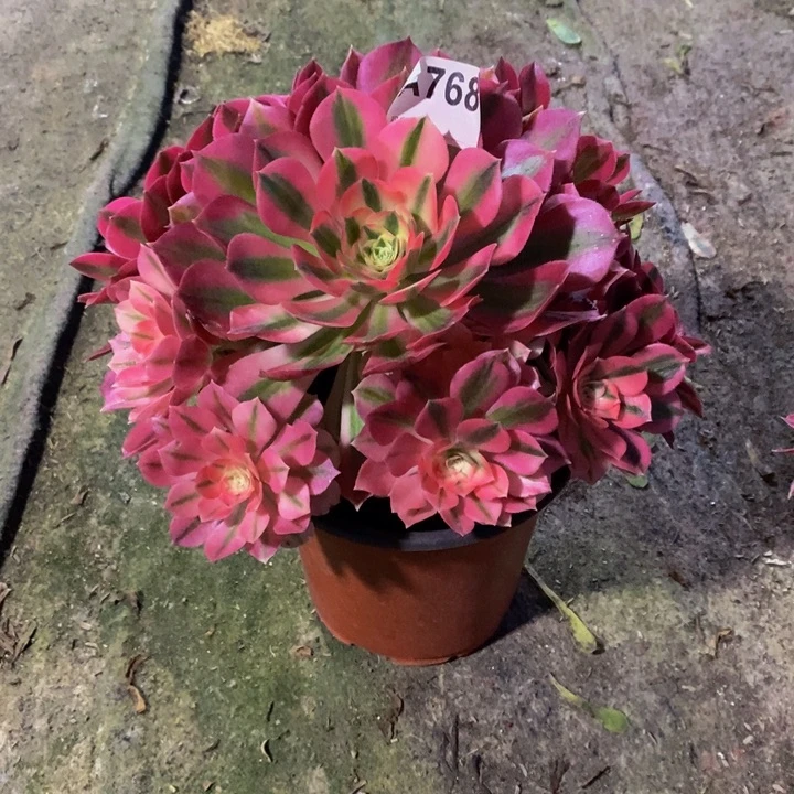 女巫多肉植物768