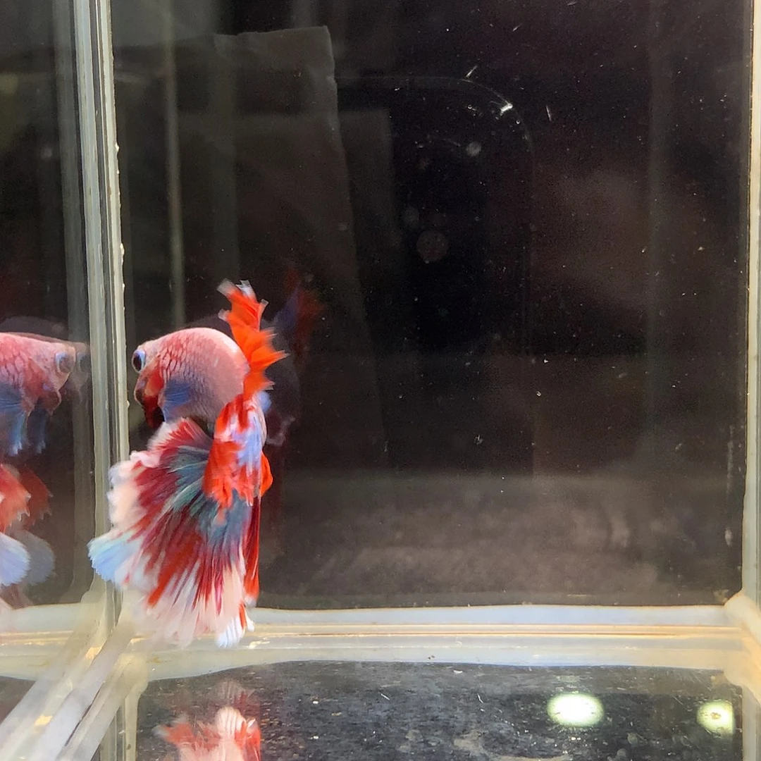 斗鱼七弟泰国斗鱼36