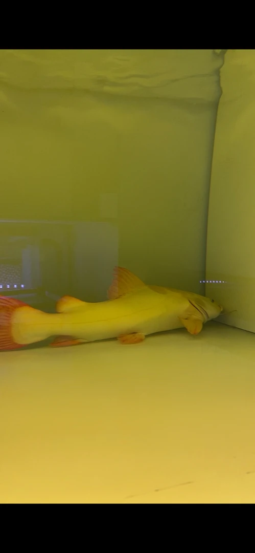 黄金招财猫活鱼苗龙鱼配鱼黄金猫鲶鱼除藻中大型淡水鱼热带观赏鱼