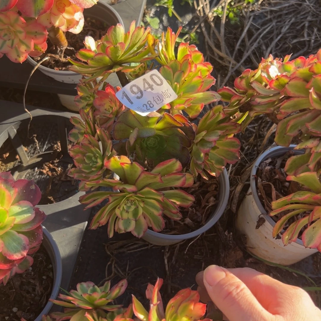 三***石多肉植物1940脱土的