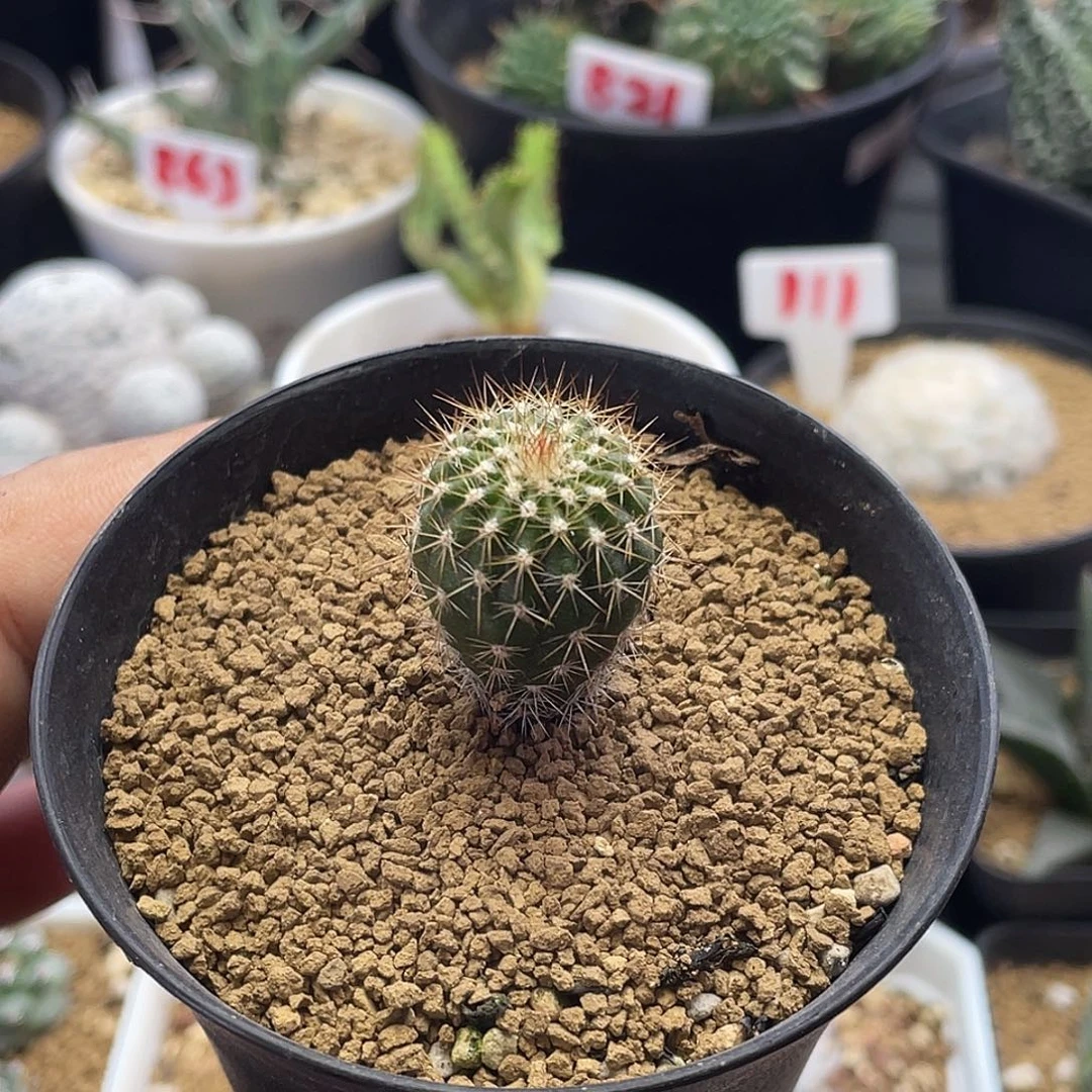 实生金刺节刺尤伯球