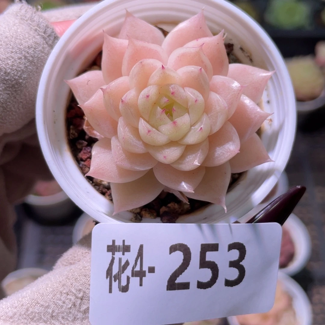 花利美 4-253麦秆单头