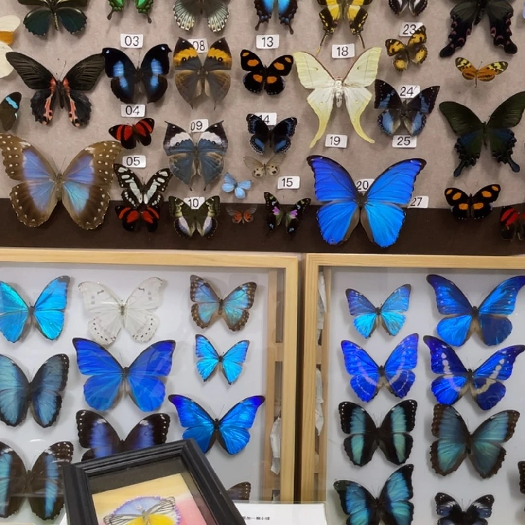 有机玻璃蝴蝶相框