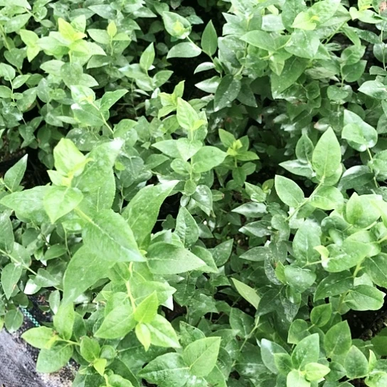 法新小波苗福利无售后