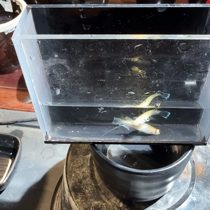 青鳉鱼105号拍品金泊舞鳍