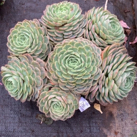 猪***猪1942昂斯诺多肉