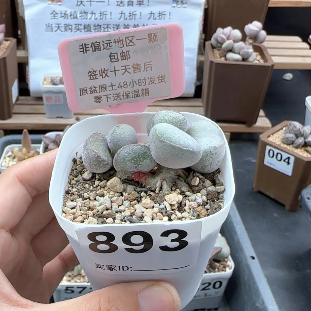 893硬叶白蛋多肉