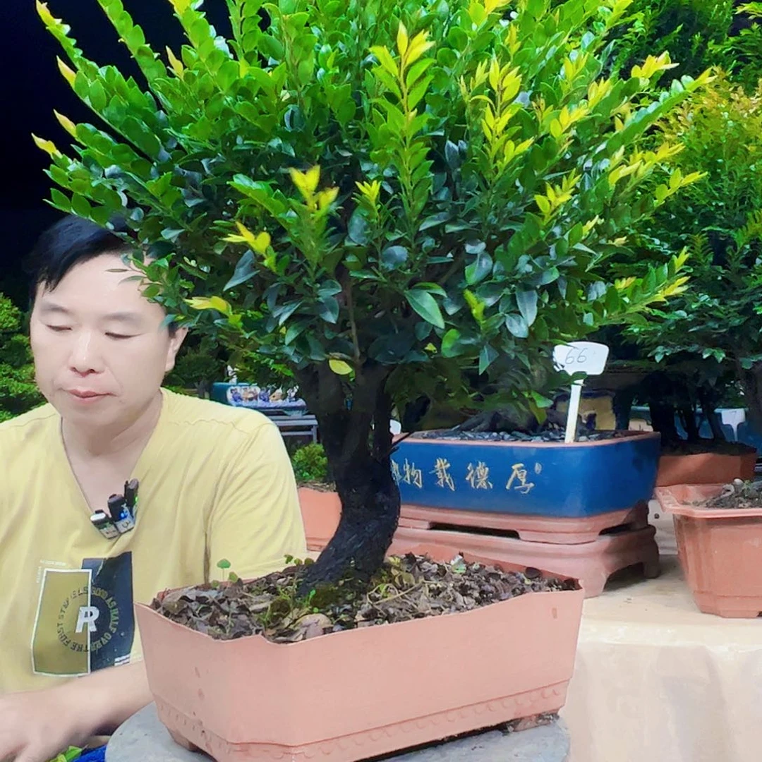 无花朵梦**清12345678