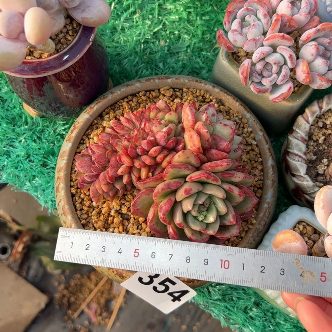 片**静354 多肉植物组合盆栽