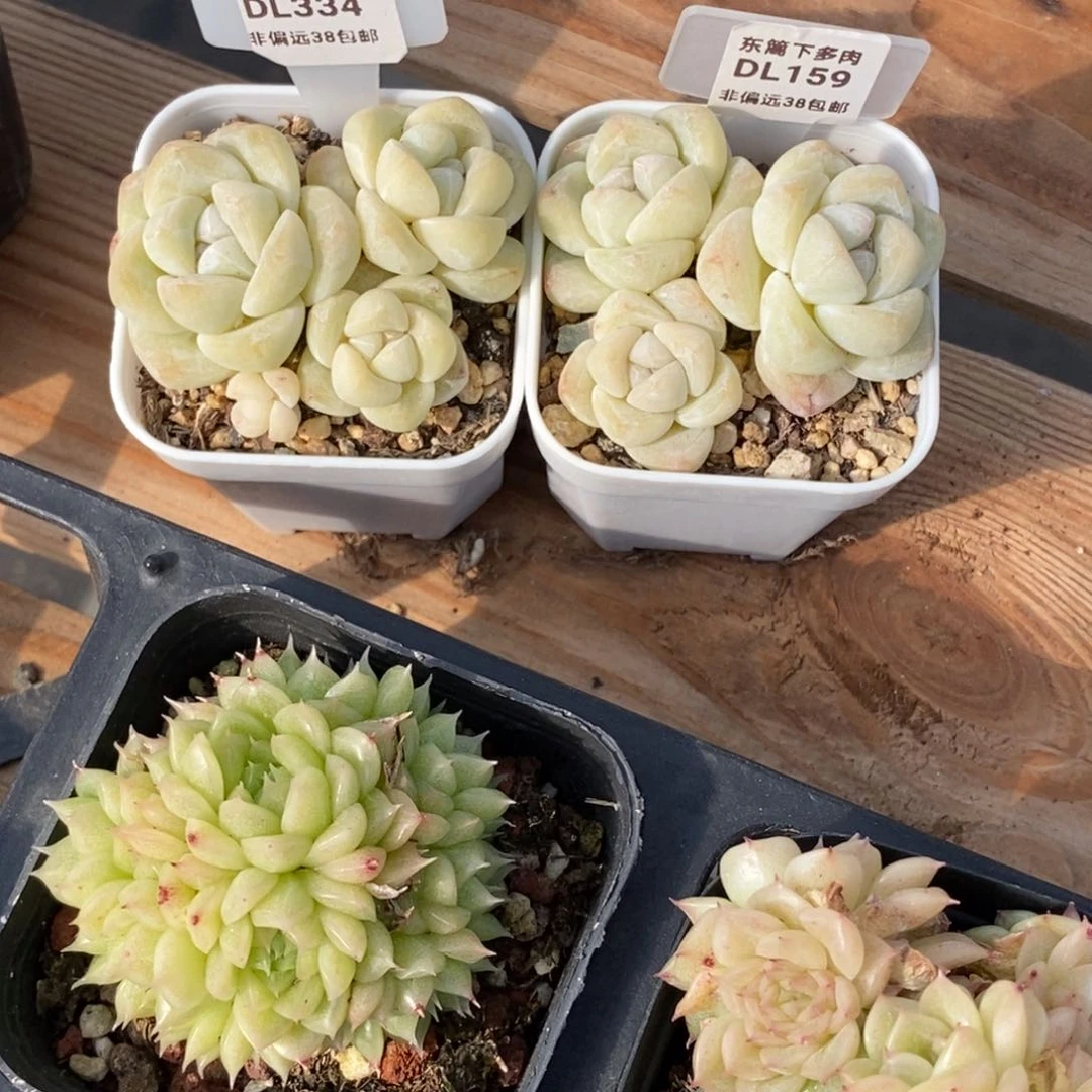 财****宠334➕159东篱下多肉植物花盆