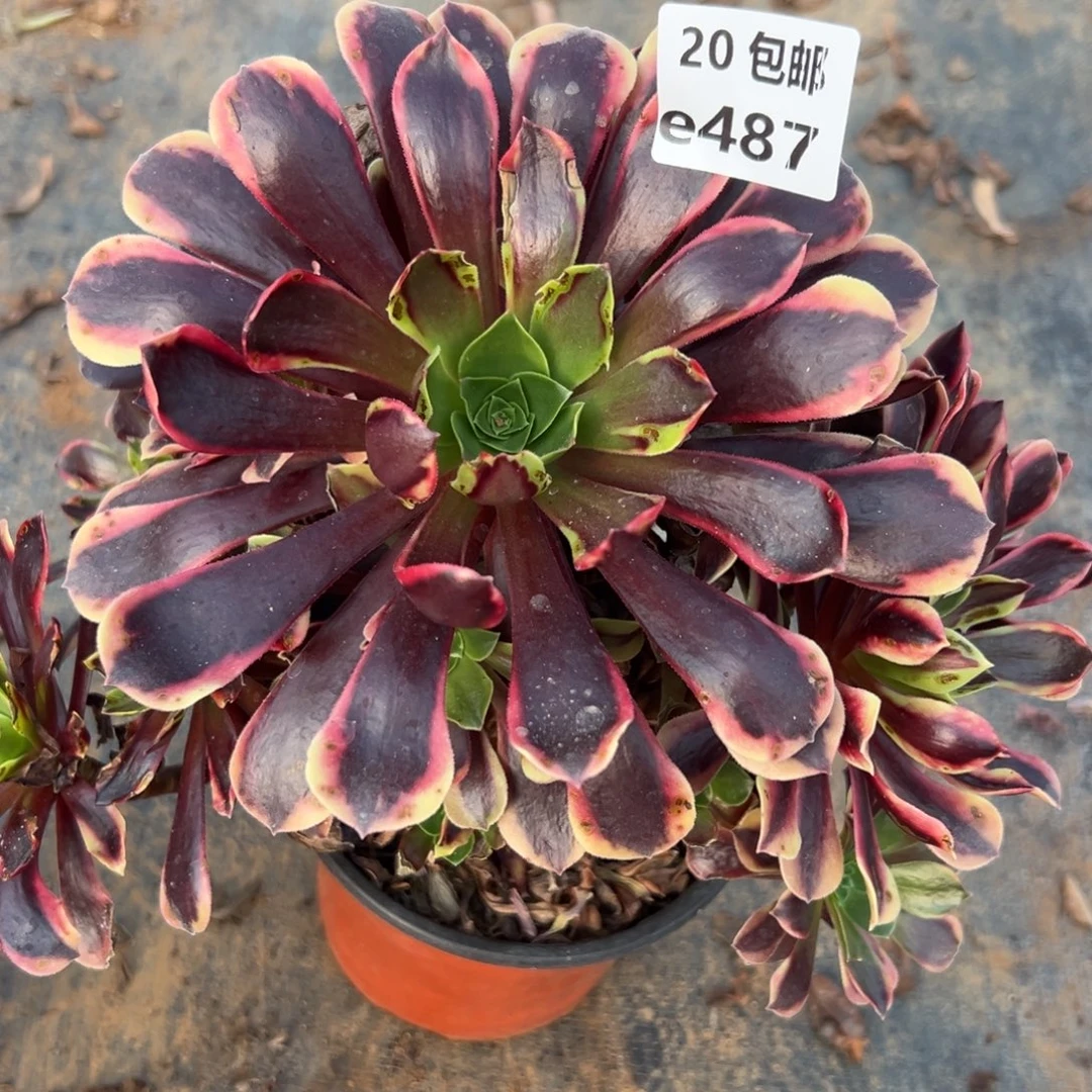 馨***雨487欧嘉莉，多肉法师