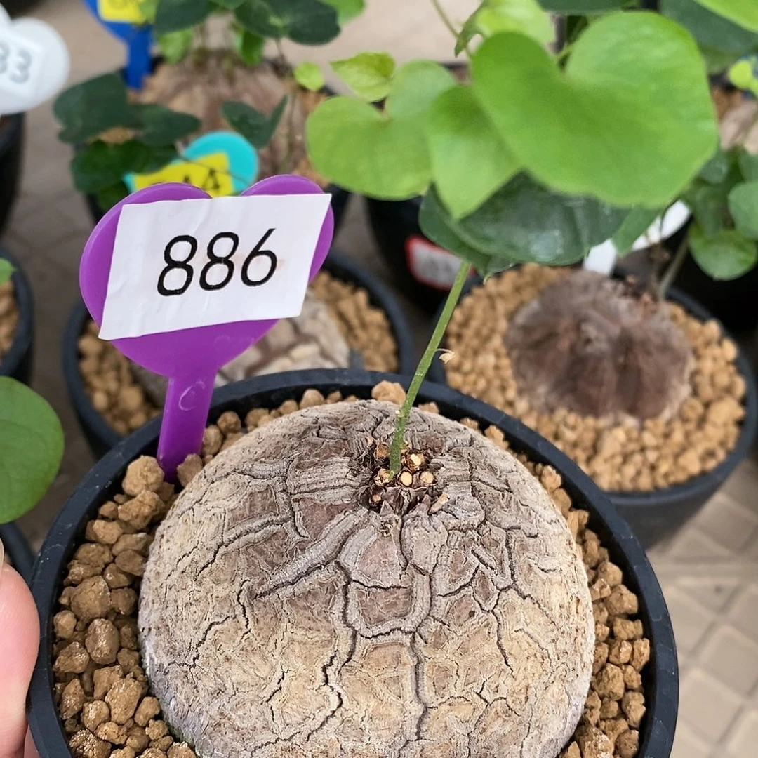 南非龟甲龙龟甲龙