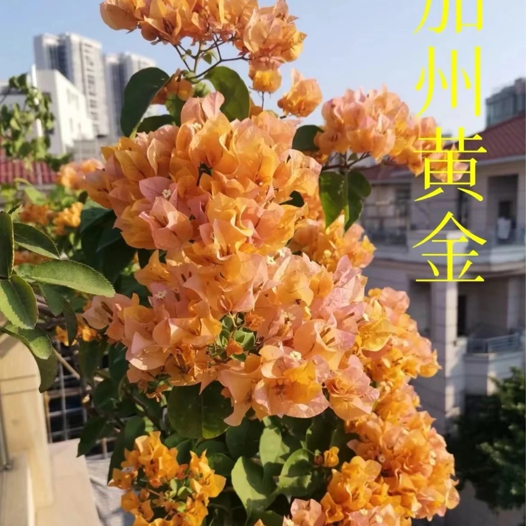 【加州黄金】护心土球【不带花】发货运输过程中掉花落叶正常情况