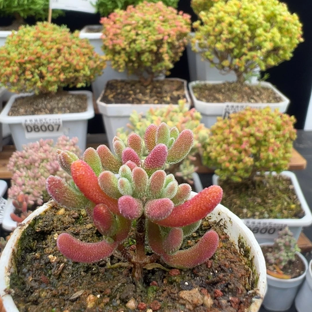 橡***掉D8021琉璃一物一拍