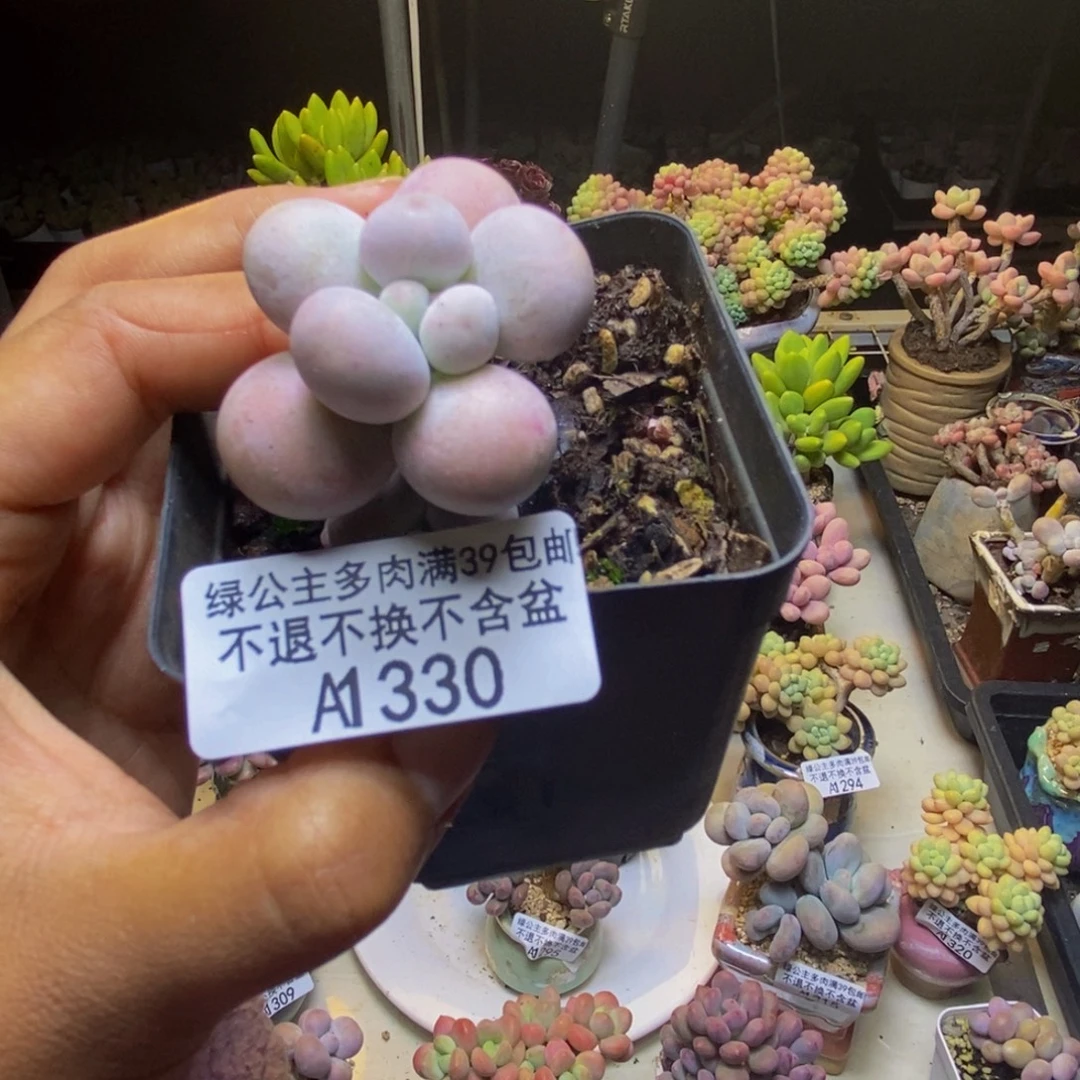 330橙奶多肉肉3cm