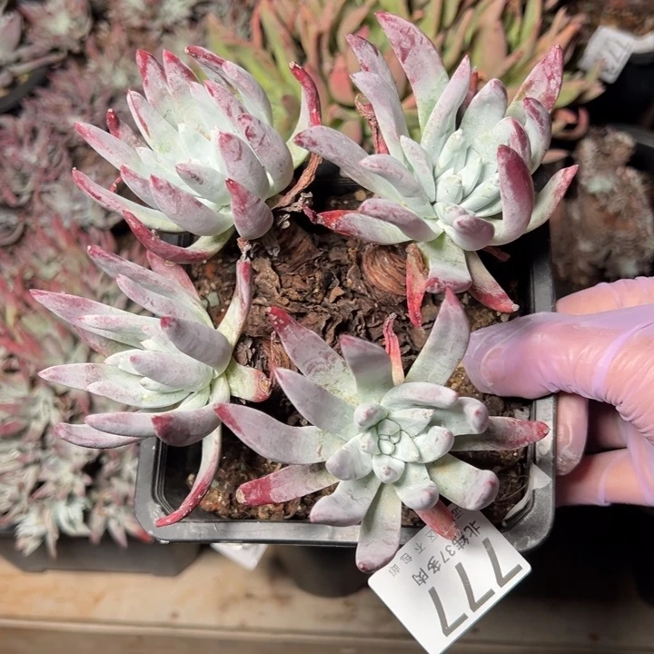 777哈哈哈哈哈哈哈哈多肉