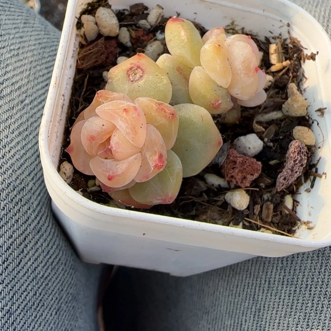 多肉小卡拉米糖心一物一拍