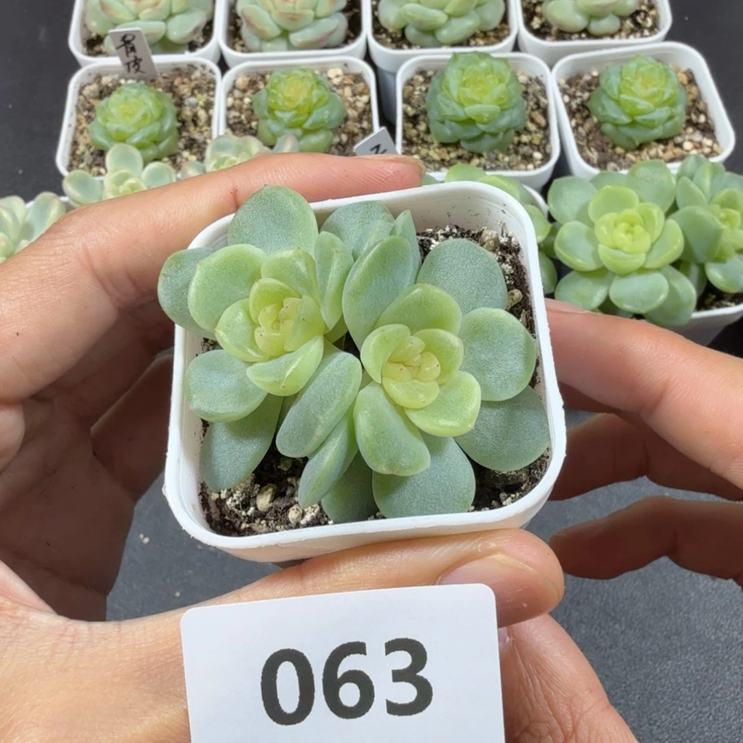 谪仙双头一物一拍063
